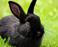 Black rabbit1